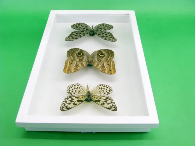 3 real beautiful and huge butterflies in the XXl showcase - single piece - 29 10