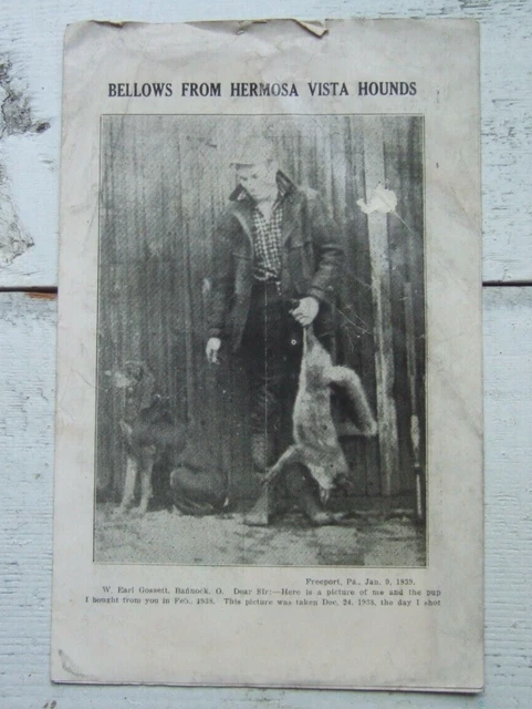 1939 Bellows From Hermosa Vista Hounds Hunting Dogs Breeder Advertisement Coon