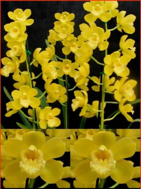 OoN Cymbidium Orchid Golden Ransom 'Golden Princess' (M281) 85mm sq pots