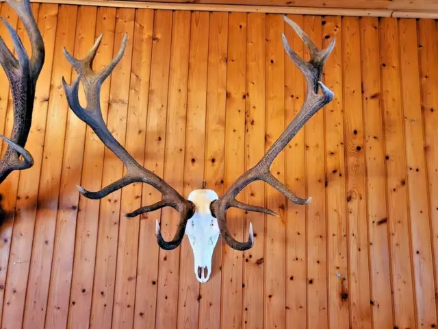 Hirschgeweih- 15 Ender-Voll Schädel-Geweih-Jagdtrophäe