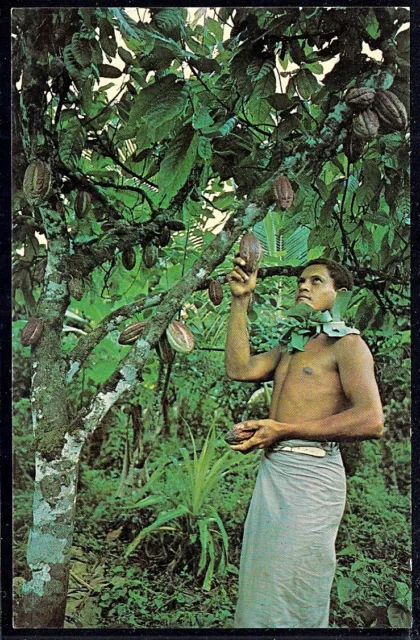 Samoa: Aggie Grey’s Postcard 1960’s Cocoa Tree / Cocoa Beans -UNUSED-