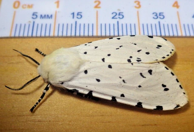 Salt Marsh Tiger Moth Estigmene acrea Erebidae Arctiinae Lepidoptera SE TX D248