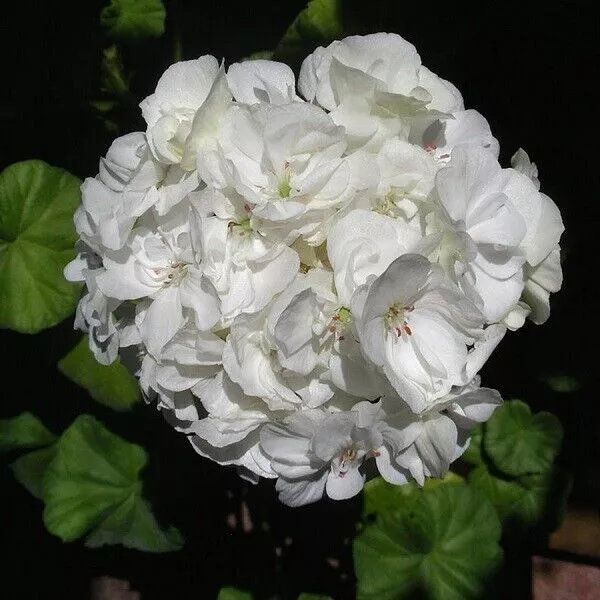 10 Seed Geranium Pelargonium White Fragrant Flower Home Garden Potted Big Blooms