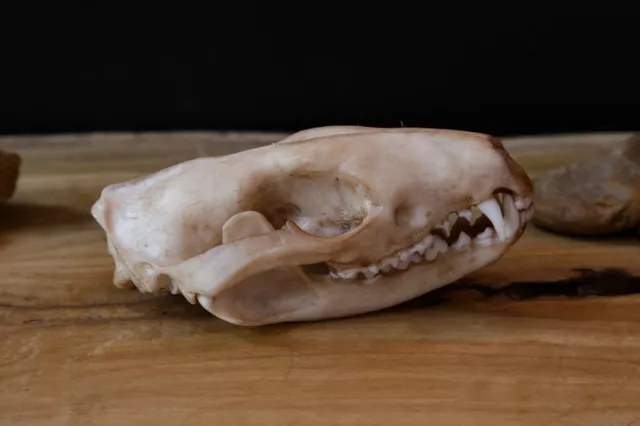 Tiger Quoll-Life Sized Skull-Replica-High Quality Piece-FREE world wide shipping