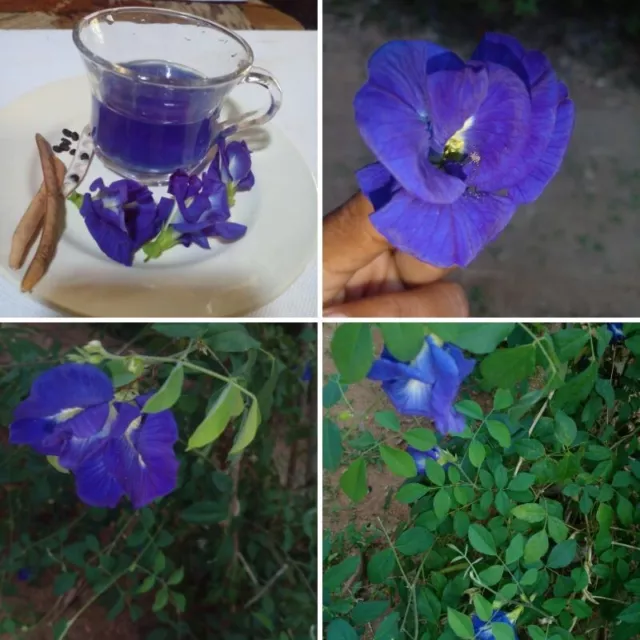 Asian Pigeon Wings Tree  Clitoria Ternatea Sheeds To Plant Free Shippin 5+