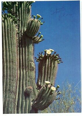 POSTCARD AZ ARIZONA Saguaro Cactus Blossom The Arizona State Flower -