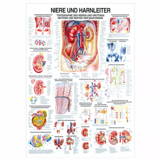 Niere und Harnleiter Lehrtafel Anatomie 100x70 cm medizinische Lehrmittel
