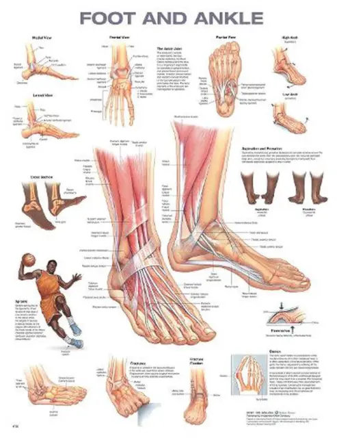 FOOT AND ANKLE Anatomical Chart by Anatomical Chart Company (English ...