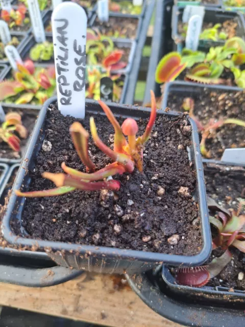 Sarracenia ' Reptilian Rose '