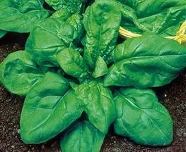 Spinach Matador (1000 Seeds)