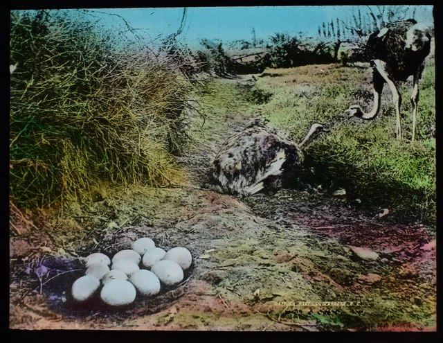 ANTIQUE Magic Lantern Slide OSTRICH EGGS IN NEST C1910 PHOTO BIRDS AFRICA