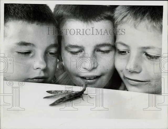 1956 Press Photo Boys looking at a Horned Corydalis in Claremont, New Hampshire