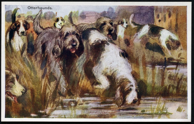 OTTERHOUND OTTER HUNTING VINTAGE ANTIQUE DOG PICTURE POSTCARD - Elieen Hood