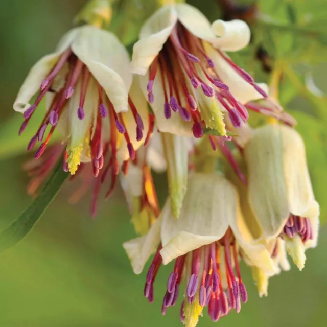 Clematis Napaulensis Very Rare Species Winter Flowering Gem Threatened Species