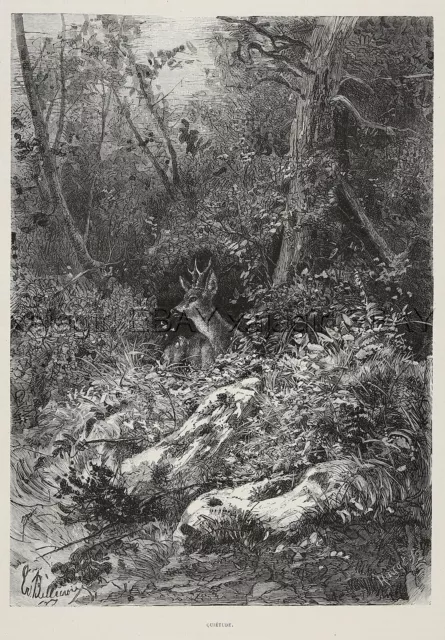 Deer Resting in Bedding in Quiet Forest, Large 1880s Antique Print