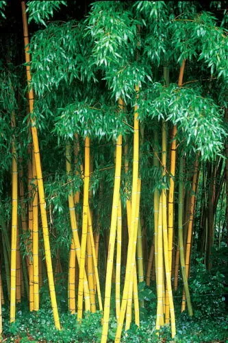 10 Seeds Yellow Bamboo Fresh Garden plant seeds Phyllostachys Viridis