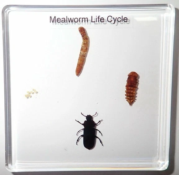 MEALWORM BEETLE LIFE Cycle 4 stages Simplified Set Clear Education Kit