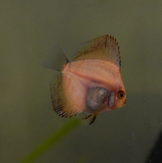 Live 1.5-2" Discus (Pack of 3 Juvenile Freshwater Aquarium Fish)*PLS READ DESC 2