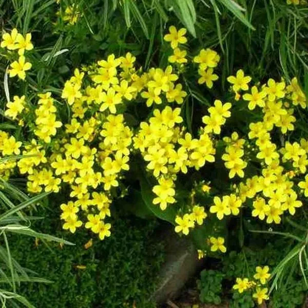 Flax (Linum Flavum Compactum) Yellow - 50 Seeds