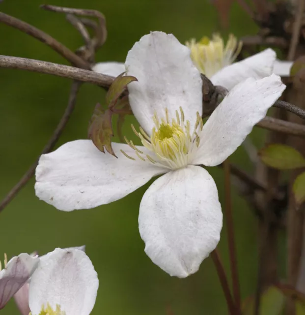 Berg Waldrebe Grandiflora 100-125cm - Clematis montana