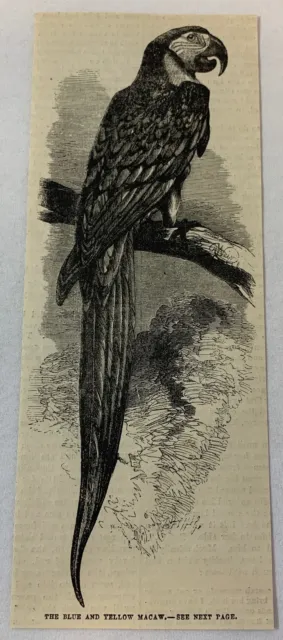 1882 Zeitschrift Gravur ~ Die Blau Und Gelb Ara