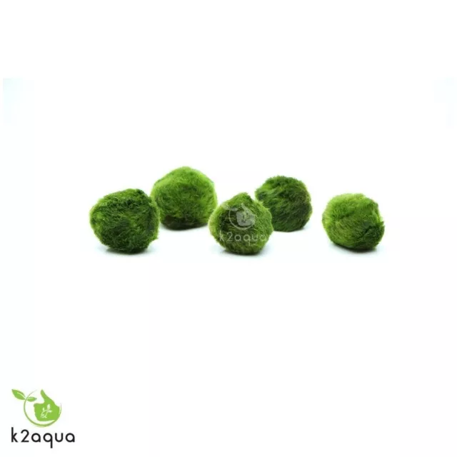 2-3cm MARIMO MOSS BALLS Cladophora live aquarium plant fish tank shrimp nano