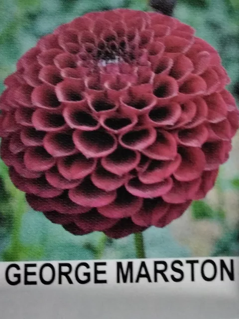 3 X Marston George Dahlia Plants