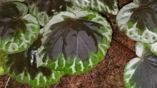 Begonia sp dongoranensis Sumatra - Rare terrarium, greenhouse plant