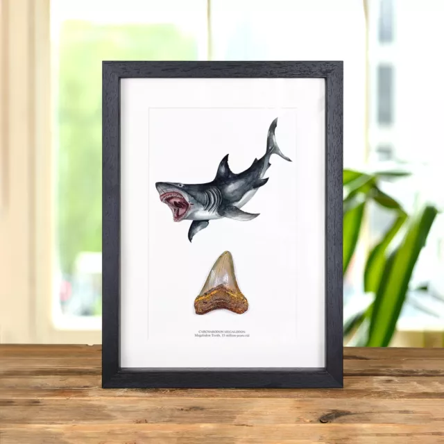 3 Inch Megalodon Shark Tooth & Illustration (Carcharodon megalodon) Fossil in Bo