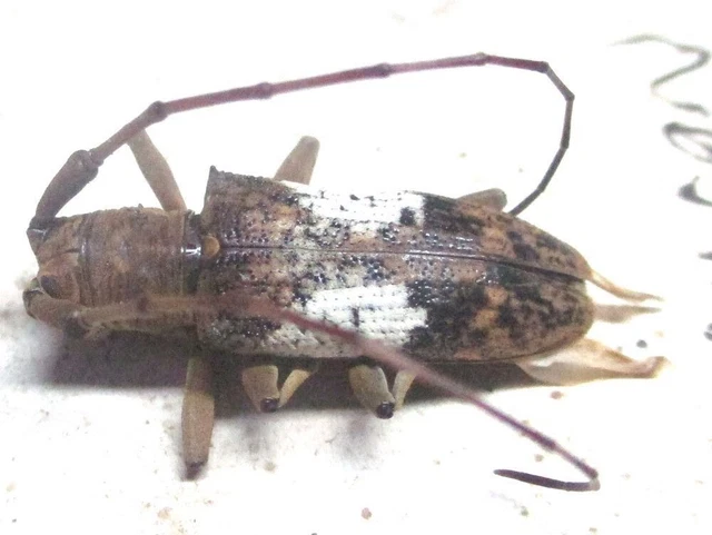 N005 PA : Cerambycidae: Paranhammus marcipor female 18mm**********************