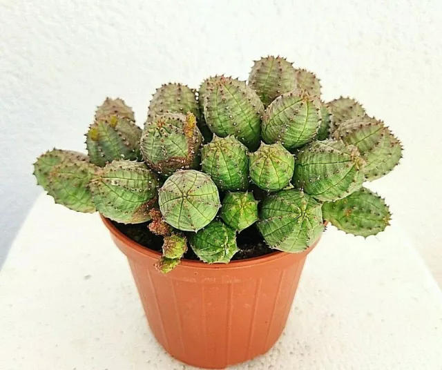 https://www.picclickimg.com/fyIAAOSwg2lggyfl/Euphorbia-Pseudoglobosa-10cm-cactus-succulente-piante.webp