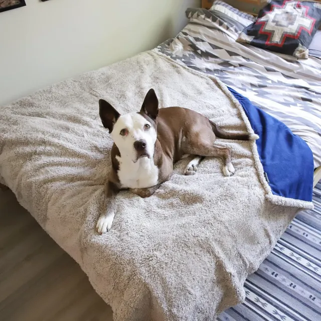 60 x 80 inch Waterproof Warm Soft Fleece Pet Blanket Cat Dog Bed Mat Pad Cushion