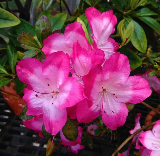 ~~VIBRANT~~AZALEA RHODODENDRON DECIDUOUS Starter Plant~~STUNNING BI ...