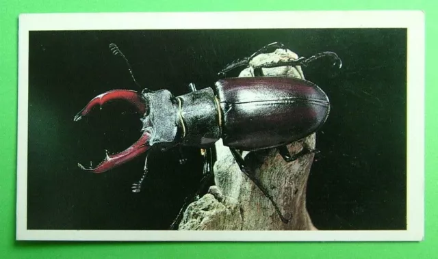 John Player & Son,  Doncella. Stag Beetle  Card No 23