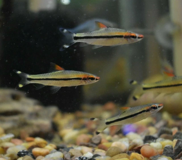 Live 2.5-3" Denison Barb Roseline Shrk (Pack of 3 Aquarium Fish) *PLS READ DESC* 4