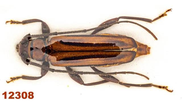 Cerambycidae: Xystrocera sp.   A2, 23 mm, 1 pc