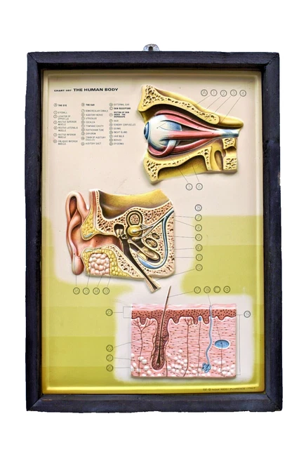 ANTIQUE HUMAN BODY Anatomy Chart Anatomical Raised Nova Rico Florence ...