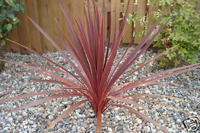 8 graines de CORDYLINE AUSTRALIS PURPUREA G477 CABBAGE TREE SEEDS SAMEN SEMILLAS