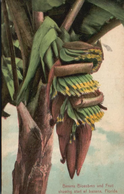 Postcard FL Banana Blossoms & Fruit Florida Divided Back Vintage PC H5321