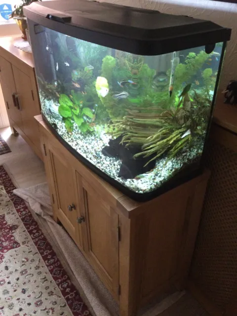 tropical fish tank full set up