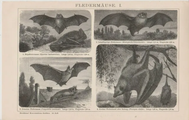 1895 Bats,Bat Flittermouse Handflügler  Antique Lithograph Print