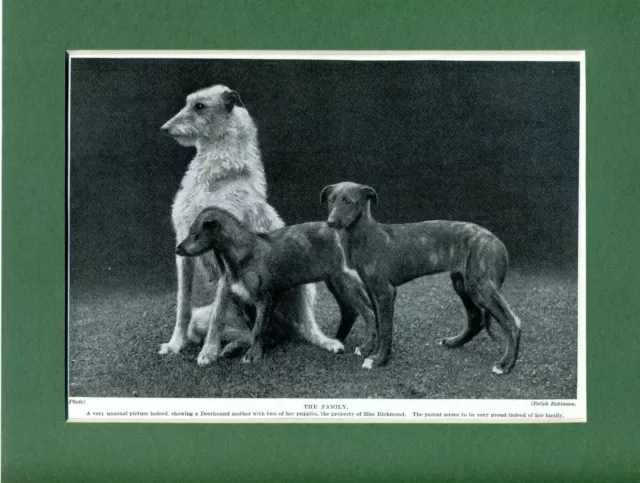 ~ Scottish Deerhound With Her Puppies ~ Print Genuine Vintage circa 1935
