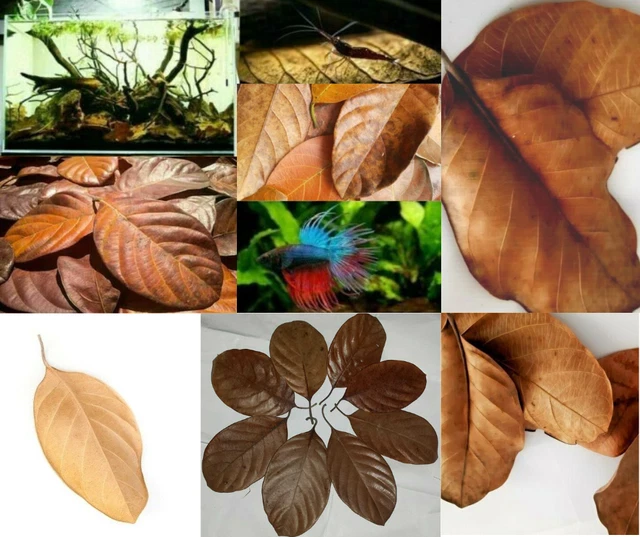 Natural Ceylon Dried Jack Fruit 100pcs Organic bio Shrimp Aquarium Leaves
