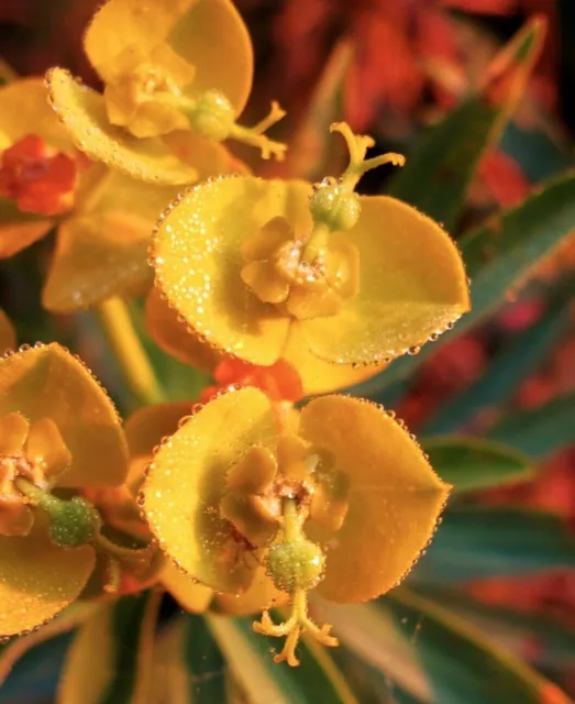 1 de Plante Euphorbia dendroides 10-15 CM Pas De Panachées