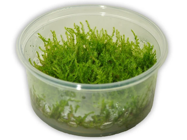 Vesicularia montagnei Christmas Moos in vitro 8,5 cm