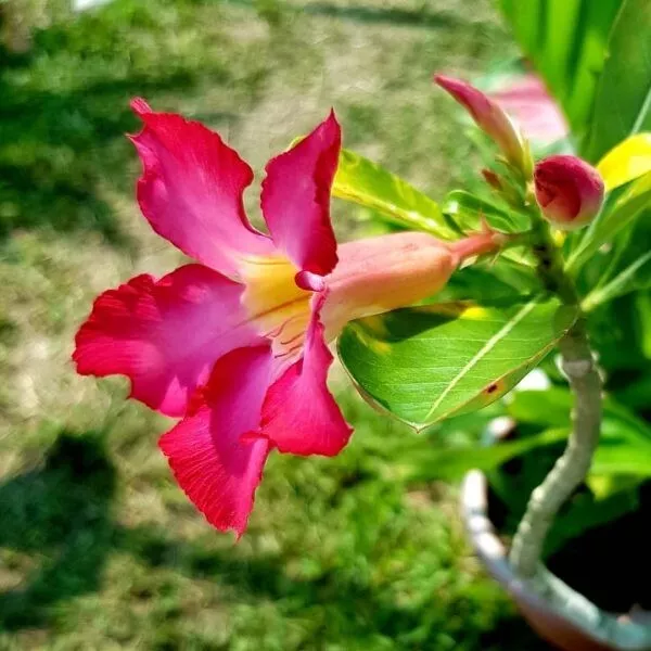 Red Single Desert Rose Fresh Seeds (Adenium Obesum) 10 Seeds from Australia 2