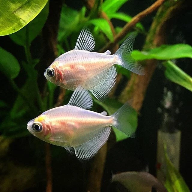 Pack of 10 Live White Skirt Tetra (Freshwater Aquarium Fish) *PLS READ DESCR*