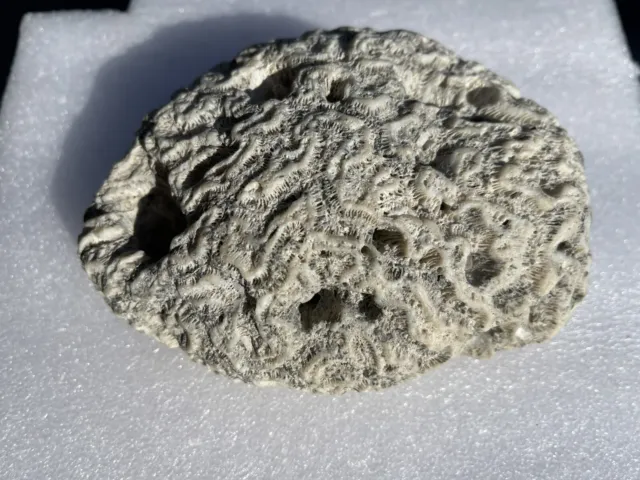 Brain Coral Fossil Dried Specimen 1lb 1.6 Oz Dry