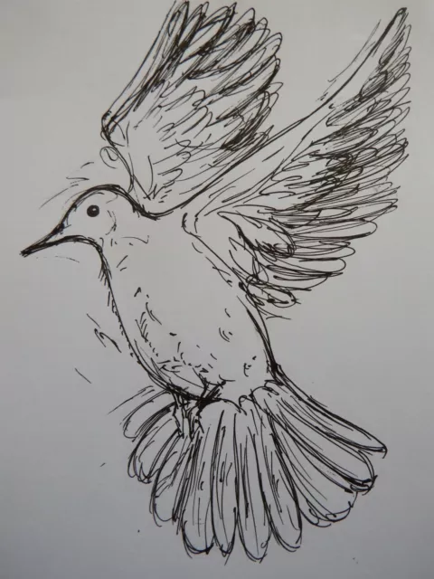 Original small pen and ink line sketch bird drawing of a dove in flight