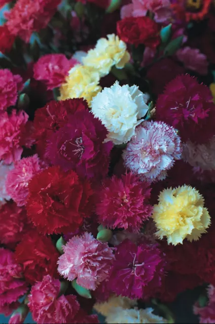 Flower - Carnation - Dwarf Fragrance - 300 Seeds